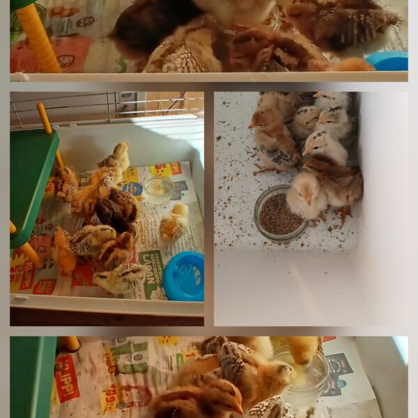 09/25 12 neue Küken